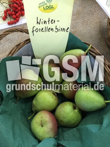 Winter-forellenbirne.jpg